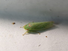 Gyponana