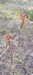 Caladenia cardiochila