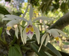 Cattleya iricolor