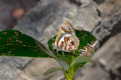 Hypochrysops narcissus
