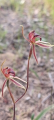 Caladenia cardiochila