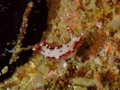 Hypselodoris decorata
