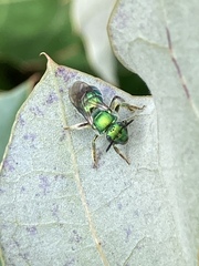 Augochloropsis viridula