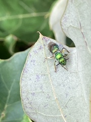 Augochloropsis viridula