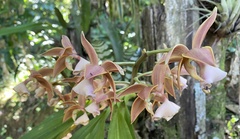 Mormodes