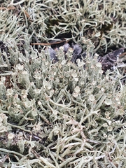 Cladonia carneola