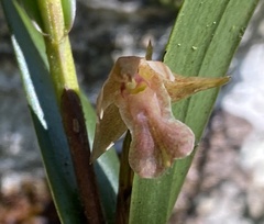Scaphyglottis