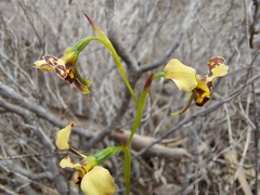 Diuris calcicola