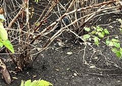 Passer domesticus domesticus