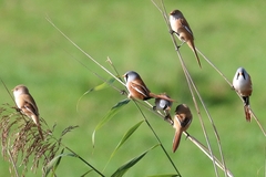 Panurus biarmicus