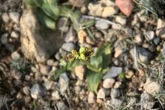 Ophrys