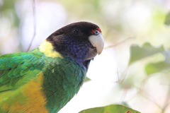Barnardius zonarius