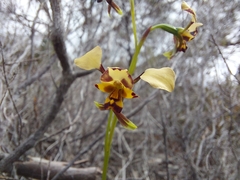 Diuris calcicola