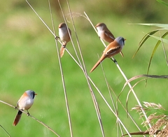 Panurus biarmicus