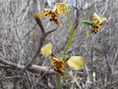 Diuris calcicola