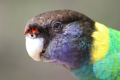 Barnardius zonarius