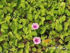 Ipomoea pes-caprae brasiliensis