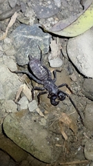 Typopeltis crucifer