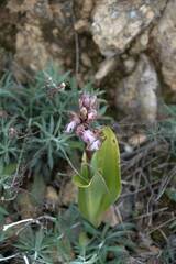 Himantoglossum robertianum