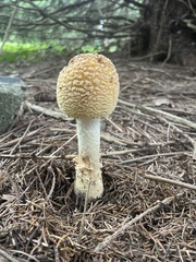 Amanita