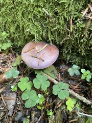 Cortinarius salor