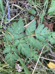 Anthriscus sylvestris