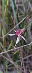 Caladenia reticulata