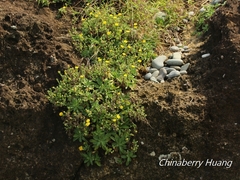 Crepidiastrum lanceolatum