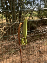 Mantis religiosa