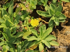 Crepidiastrum lanceolatum