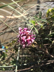 Trifolium wormskioldii