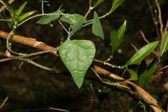 Echinostephia aculeata