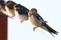 Hirundo rustica