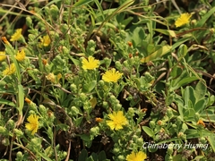 Crepidiastrum lanceolatum