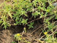Crepidiastrum lanceolatum