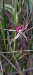 Caladenia reticulata