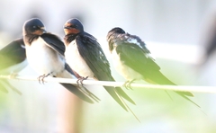 Hirundo rustica