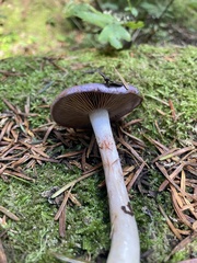Cortinarius salor