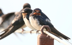 Hirundo rustica