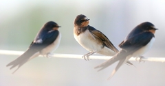 Hirundo rustica