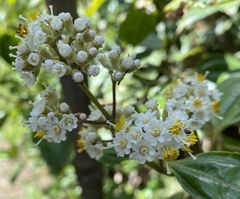 Miconia