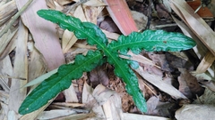 Acanthus leucostachyus