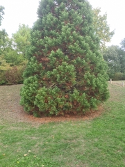 Cryptomeria japonica