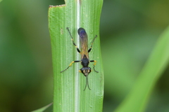 Sceliphron madraspatanum