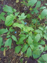 Caulophyllum thalictroides