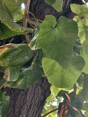 Morus nigra
