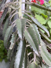 Kalanchoe × houghtonii