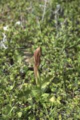 Anacamptis collina