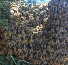 Apis mellifera capensis