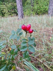 Rosa corymbifera